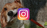 Instagram закрыл API для сторонних сервисов, позволяющих просматривать ленту и лайкать фотографии