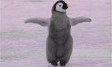 «Пингвин» становится частью основного алгоритма Google
